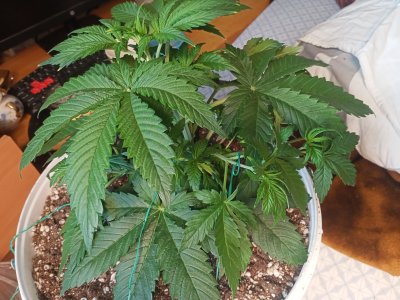 IMG20230214134050.jpg IMG20230214134050.jpg