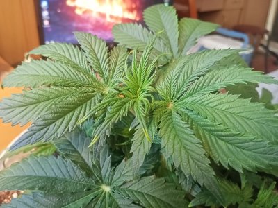 IMG20230215143900.jpg IMG20230215143900.jpg