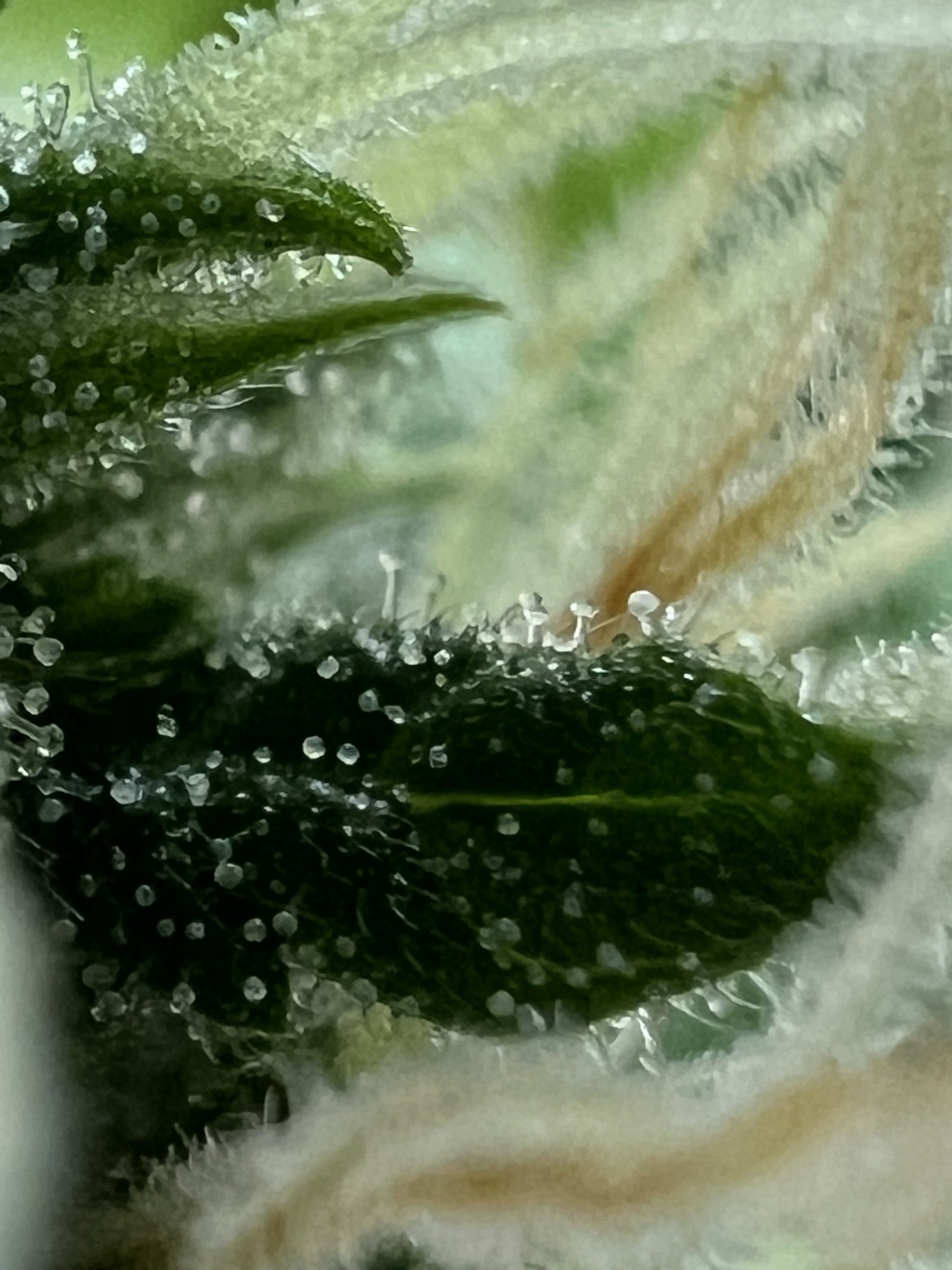 E0FC9113-7ABE-4690-ABF9-DF58BB19CF48.jpeg E0FC9113-7ABE-4690-ABF9-DF58BB19CF48.jpeg