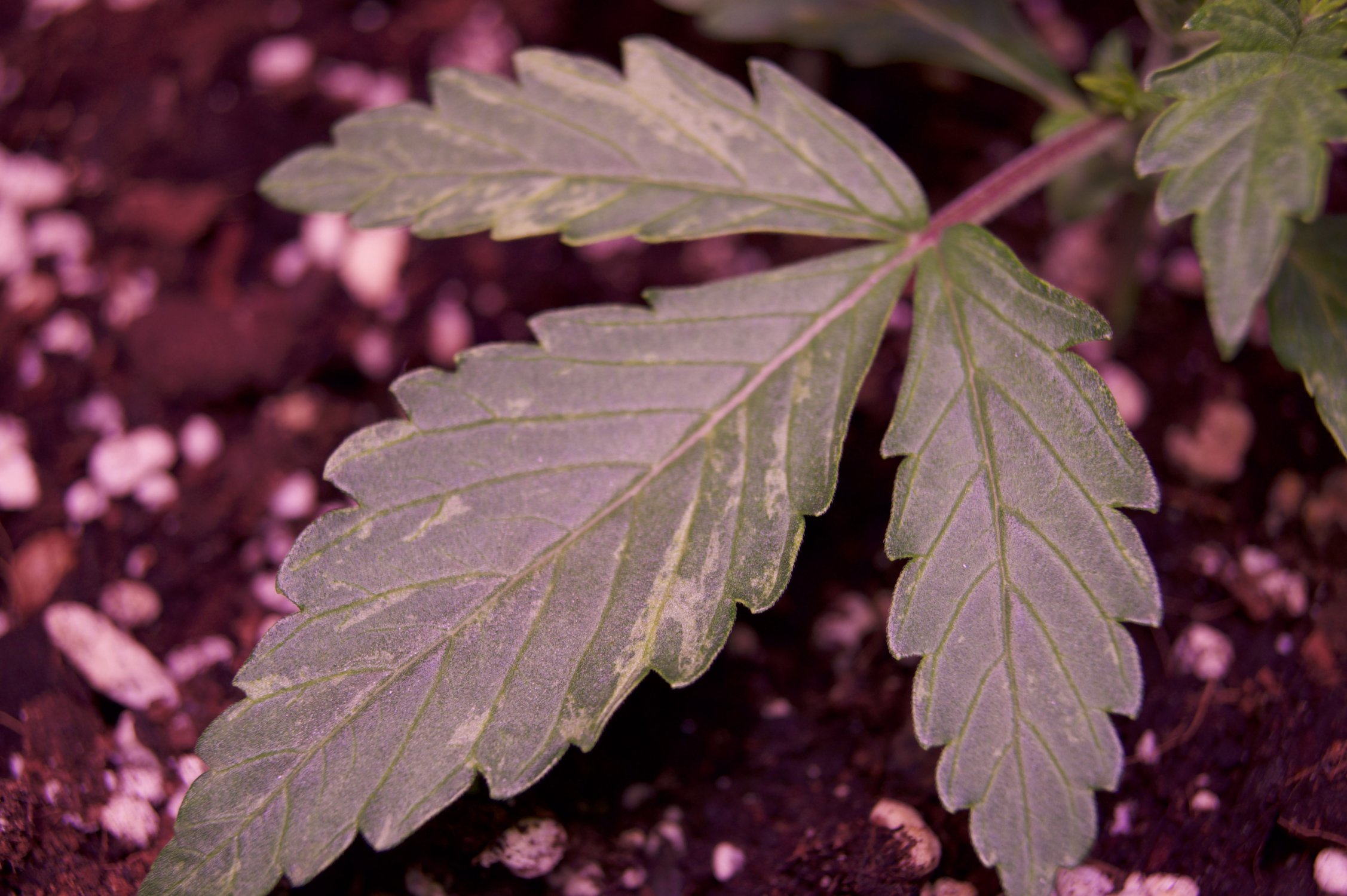 DSC04355.jpeg DSC04355.jpeg