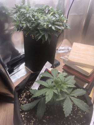 F89DC01E-5ED9-402A-8C20-A9A030970852.jpeg F89DC01E-5ED9-402A-8C20-A9A030970852.jpeg