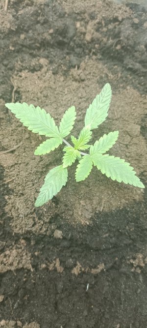 IMG_20230216_073709.jpg IMG_20230216_073709.jpg