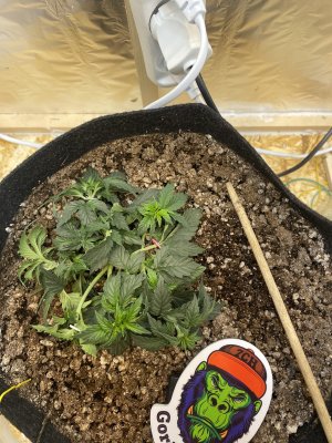 EC65325F-5377-4881-9431-9435963ACA6B.jpeg EC65325F-5377-4881-9431-9435963ACA6B.jpeg