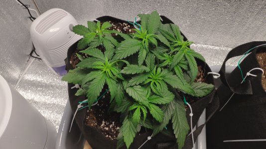 IMG_20230218_184515.jpg IMG_20230218_184515.jpg