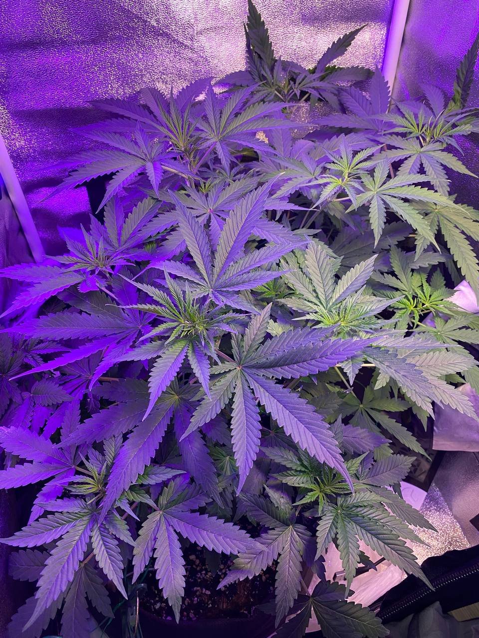 photo1676739698.jpeg photo1676739698.jpeg