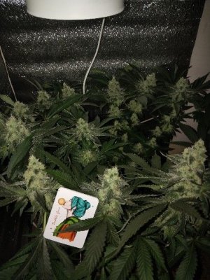 1000000992.jpg 1000000992.jpg