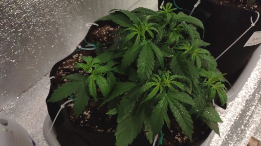 IMG_20230219_145157.jpg IMG_20230219_145157.jpg