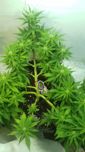 6weeks.png 6weeks.png