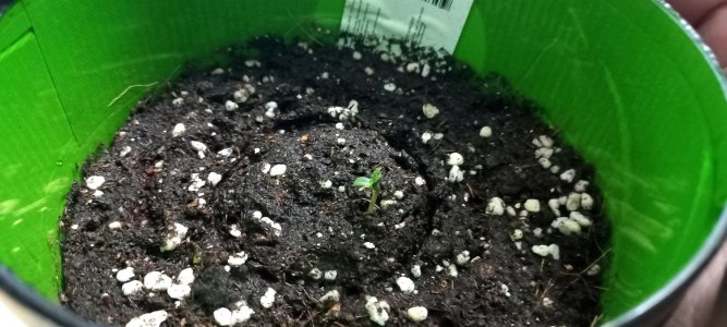 rnVVTz9WOjM.jpg rnVVTz9WOjM.jpg