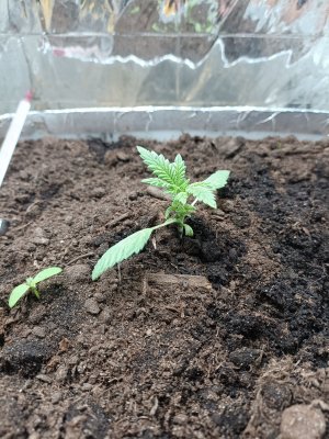 IMG_20230220_113935.jpg IMG_20230220_113935.jpg