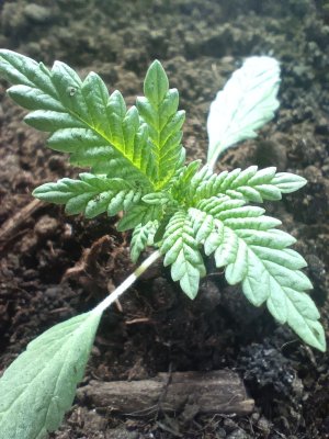 IMG_20230220_114025.jpg IMG_20230220_114025.jpg