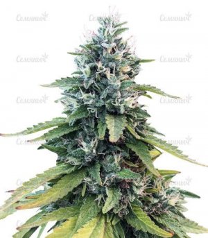 Gorilla-fem.jpg Gorilla-fem.jpg