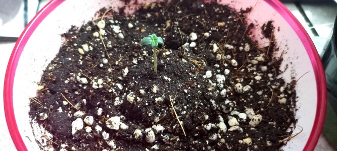 Eq-SI2IsLLk.jpg Eq-SI2IsLLk.jpg