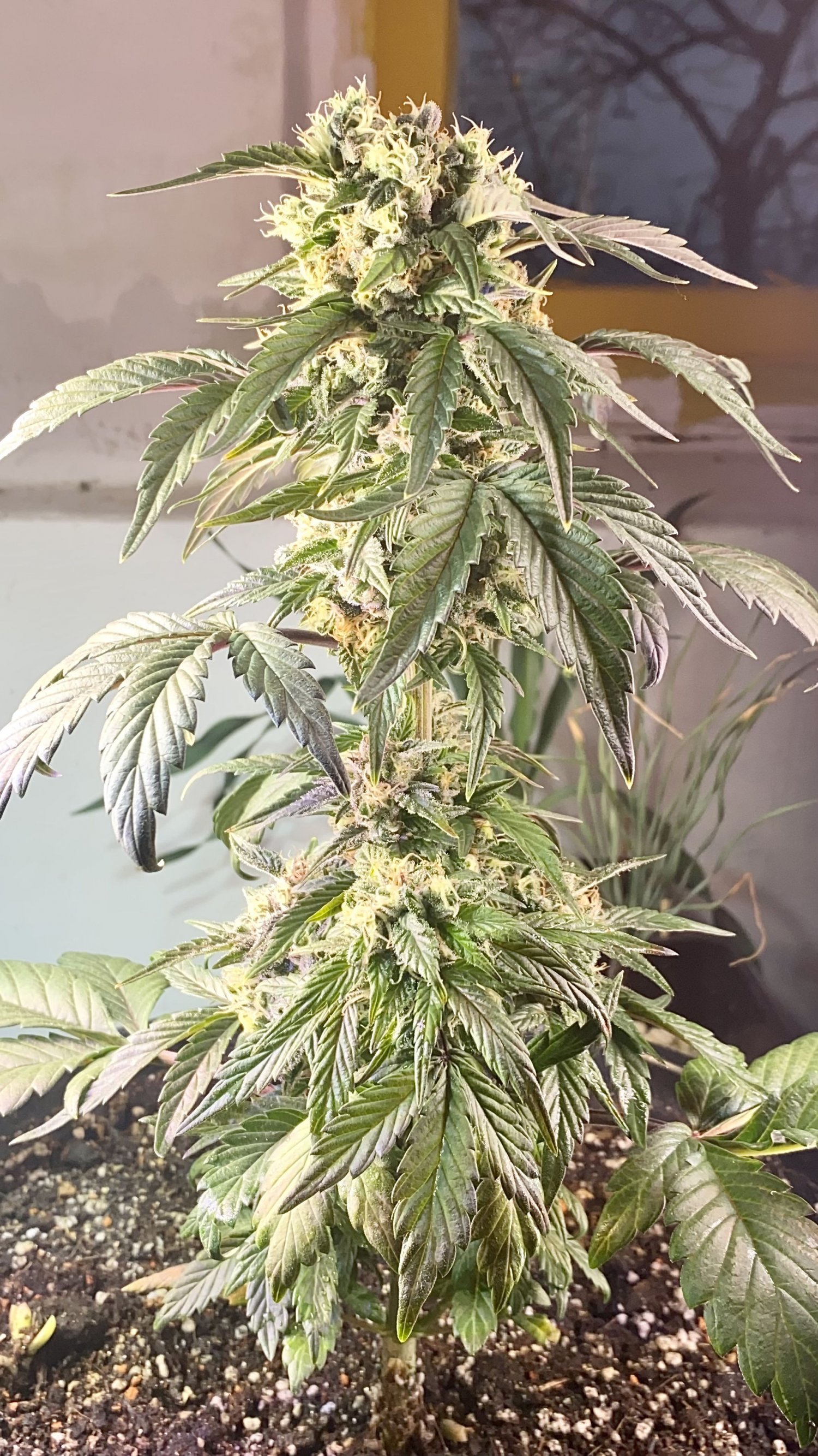 8389BA4E-C27A-4FB9-BDE4-233A5BF3B05A.jpeg 8389BA4E-C27A-4FB9-BDE4-233A5BF3B05A.jpeg