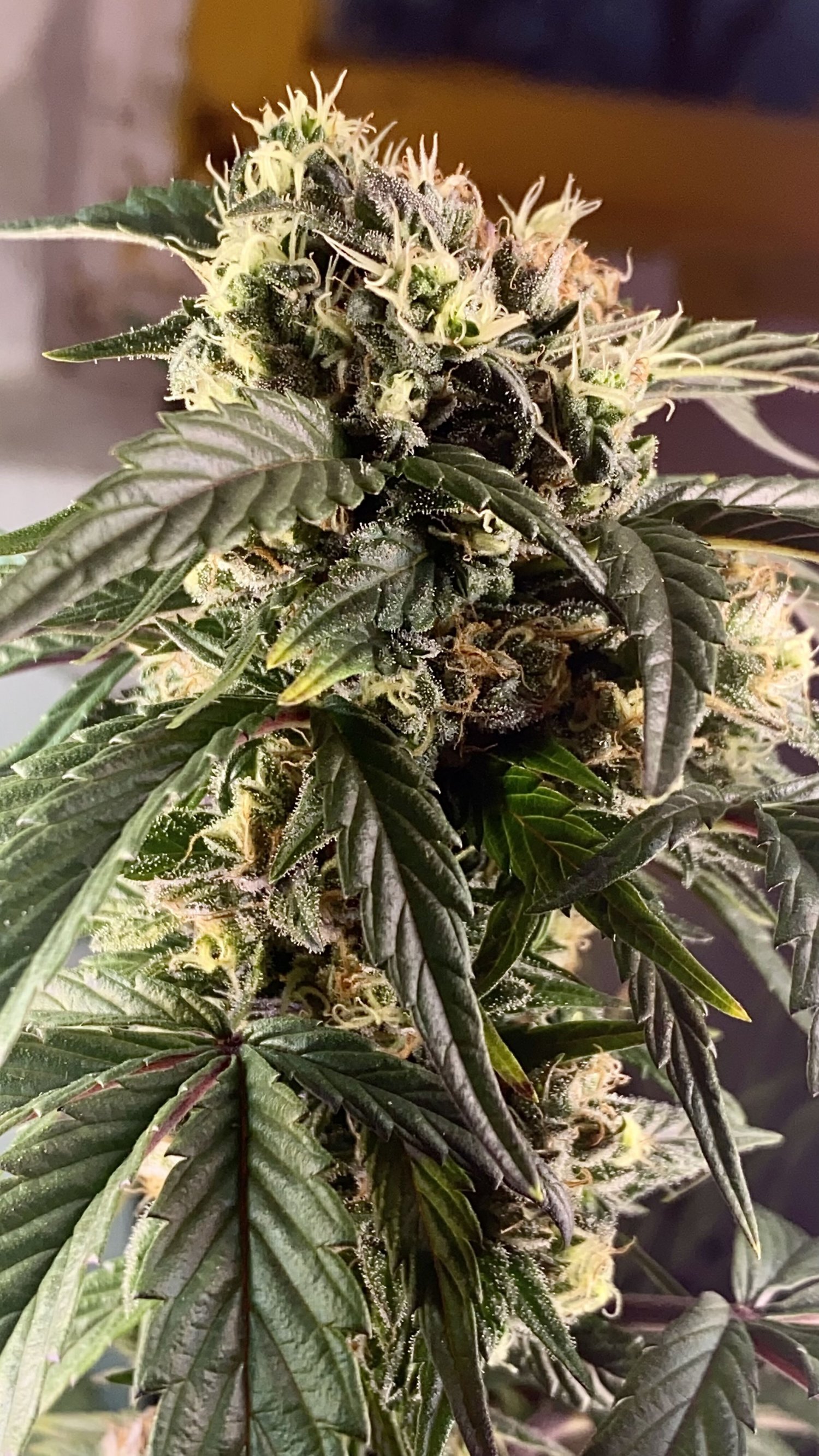 84276B64-1562-41A7-9CC0-2F594821DFEA.jpeg 84276B64-1562-41A7-9CC0-2F594821DFEA.jpeg