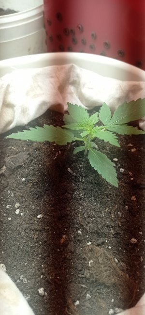 IMG_20230221_190650.jpg IMG_20230221_190650.jpg