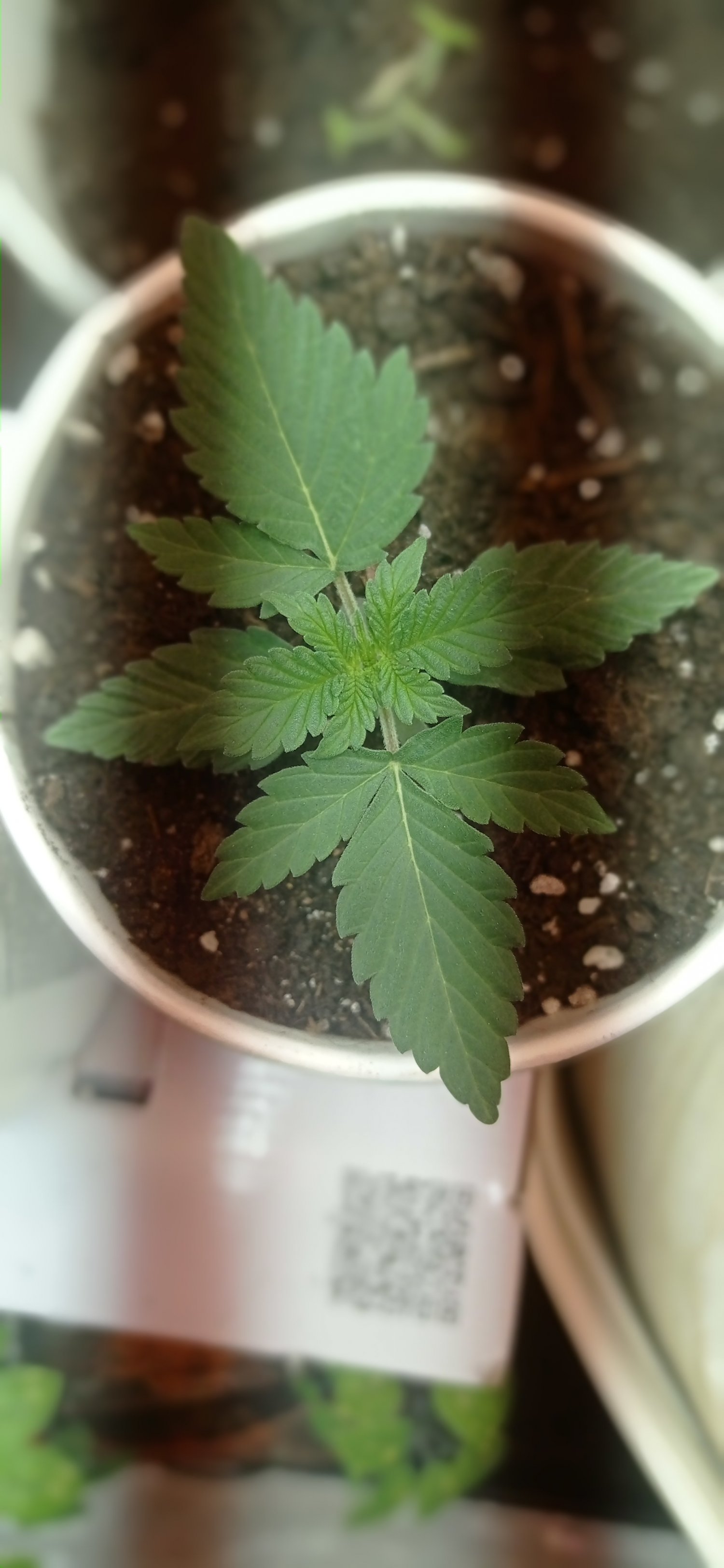 IMG_20230221_190820.jpg IMG_20230221_190820.jpg