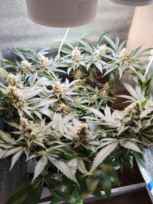 IMG_20230222_134019.jpg IMG_20230222_134019.jpg