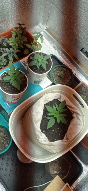 IMG_20230223_201224.jpg IMG_20230223_201224.jpg