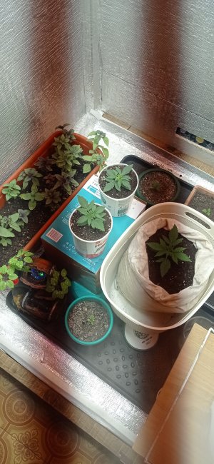 IMG_20230223_201216.jpg IMG_20230223_201216.jpg