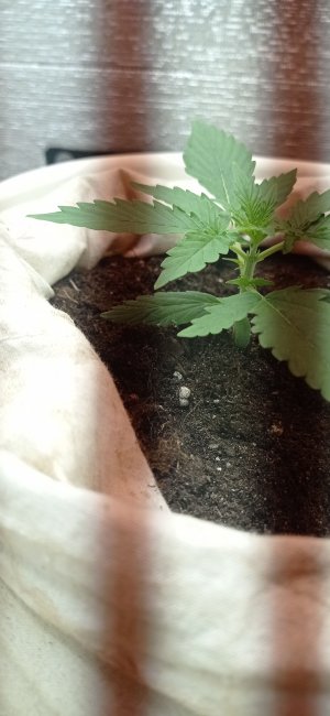 IMG_20230223_201232.jpg IMG_20230223_201232.jpg