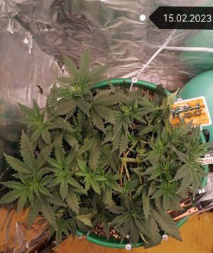 IMG_20230215_185506_edit_51923858822806.jpg IMG_20230215_185506_edit_51923858822806.jpg