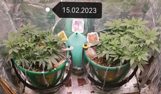 IMG_20230215_185951_edit_52198830252451.jpg IMG_20230215_185951_edit_52198830252451.jpg