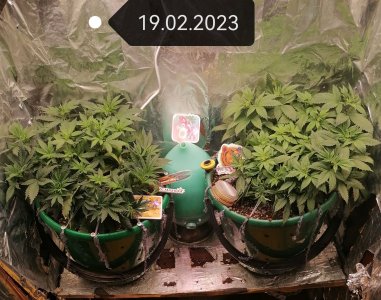 IMG_20230219_121601_edit_52305352819622.jpg IMG_20230219_121601_edit_52305352819622.jpg