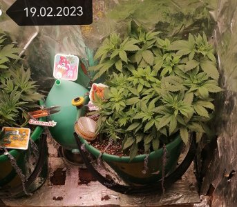 IMG_20230219_121641_edit_52426399206062.jpg IMG_20230219_121641_edit_52426399206062.jpg