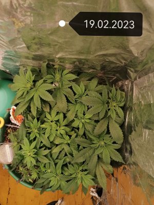 IMG_20230219_121709_edit_52462213791994.jpg IMG_20230219_121709_edit_52462213791994.jpg