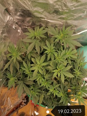 IMG_20230219_121657_edit_52601001351869.jpg IMG_20230219_121657_edit_52601001351869.jpg