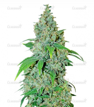 1677181713493.png 1677181713493.png