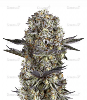 1677181717201.png 1677181717201.png