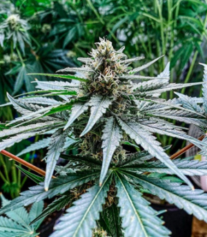 1677181721329.png 1677181721329.png