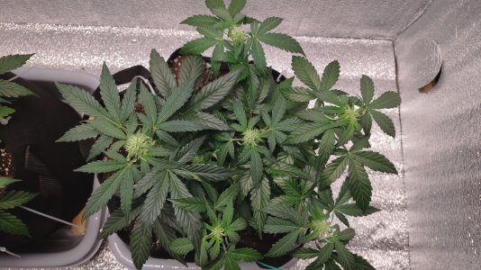 IMG_20230224_180906.jpg IMG_20230224_180906.jpg