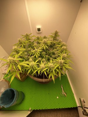 D764427A-9B99-4EA7-A032-1EA4AF85E2AF.jpeg D764427A-9B99-4EA7-A032-1EA4AF85E2AF.jpeg