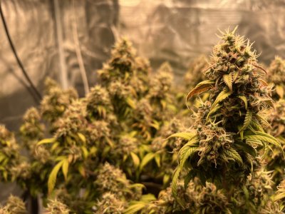 88CD9E6D-2B05-487A-8286-49BCCA596EF7.jpeg 88CD9E6D-2B05-487A-8286-49BCCA596EF7.jpeg