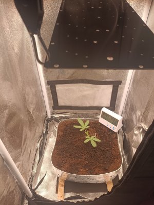 IMG_20230227_105130.jpg IMG_20230227_105130.jpg