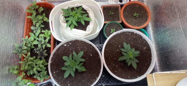 IMG_20230228_093218.jpg IMG_20230228_093218.jpg