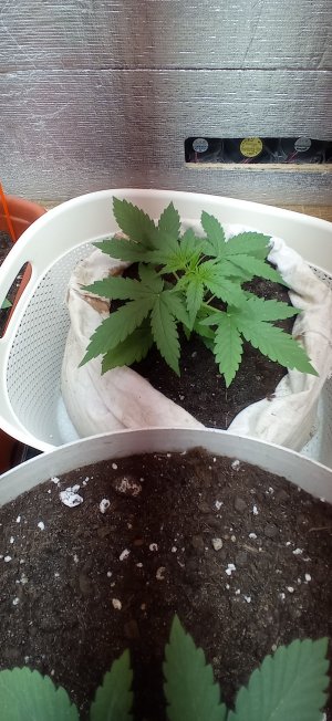 IMG_20230228_093134.jpg IMG_20230228_093134.jpg