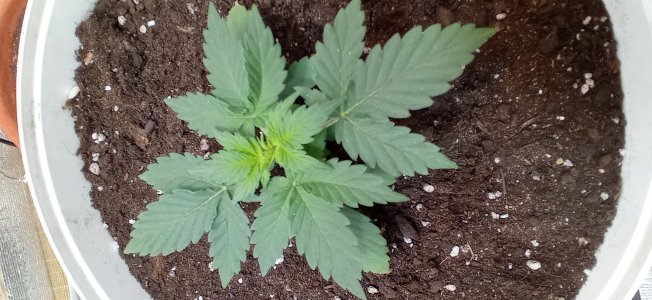 IMG_20230228_093119.jpg IMG_20230228_093119.jpg