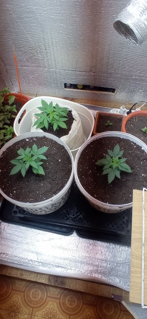 IMG_20230228_093000.jpg IMG_20230228_093000.jpg