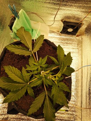 IMG_20230302_053714.jpg IMG_20230302_053714.jpg