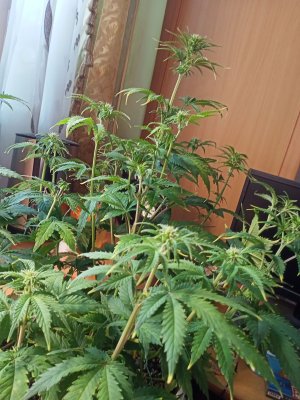 IMG20230228130510.jpg IMG20230228130510.jpg