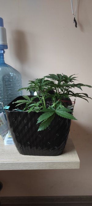 IMG_20230304_173131.jpg IMG_20230304_173131.jpg