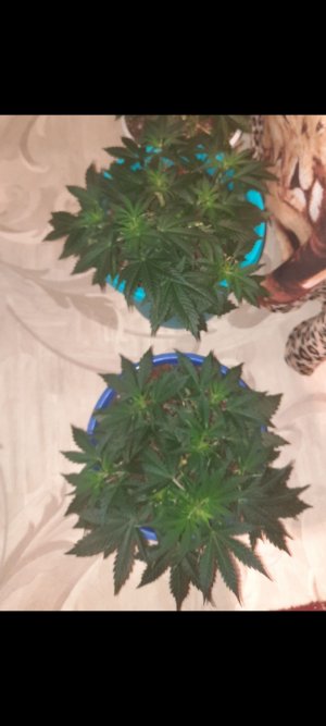 Screenshot_20230304_160918_Gallery.jpg Screenshot_20230304_160918_Gallery.jpg