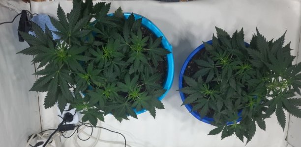 Screenshot_20230305_162657_Gallery.jpg Screenshot_20230305_162657_Gallery.jpg