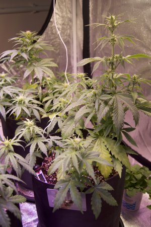 DSC04450.jpeg DSC04450.jpeg