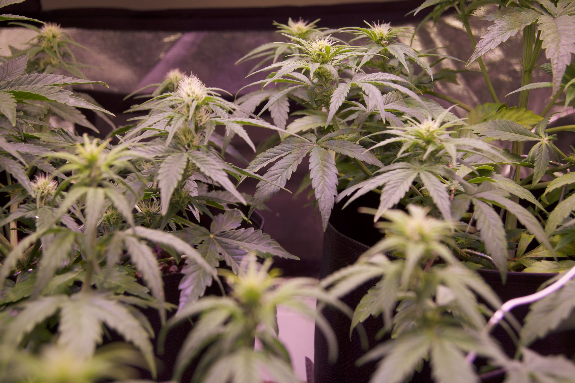 DSC04462.jpeg DSC04462.jpeg