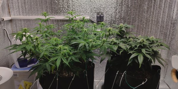 IMG_20230306_182417.jpg IMG_20230306_182417.jpg